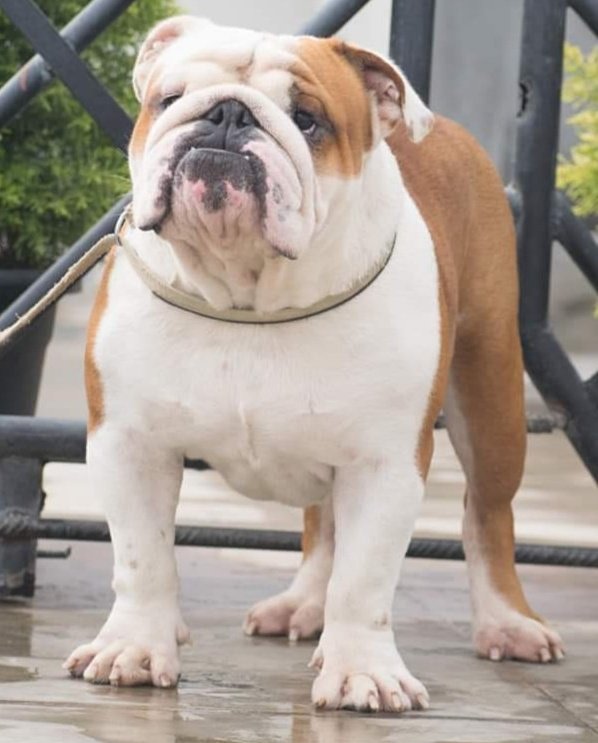 DogsIndia.com - Bulldog - Adchans - Aditya Lochan