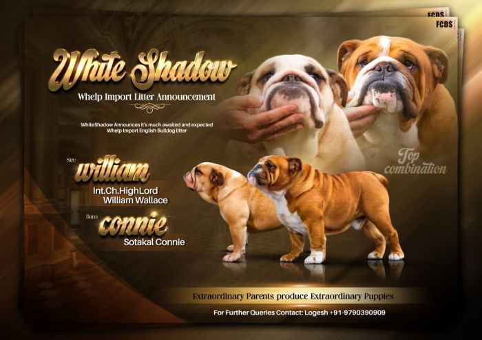DogsIndia.com  Bulldog  White Shadows  Logesh Waran