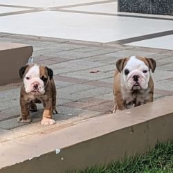 DogsIndia.com Bulldog White Shadows Logesh Waran
