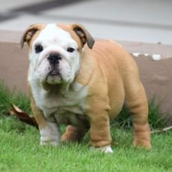 DogsIndia.com Bulldog White Shadows Logesh Waran