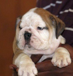 DogsIndia.com - Bulldog - Sanjay