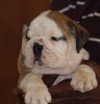 DogsIndia.com - Bulldog - Sanjay