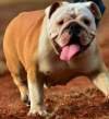 DogsIndia.com - Bulldog - Sanjay Hiresave