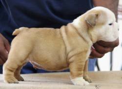 DogsIndia.com - Bulldog - Sanjay Hiresave