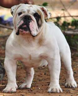 DogsIndia.com - Bulldog - Available at Stud - Shanky Jaiswal