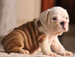DogsIndia.com - Bulldog - Star Dust Bulldogs - Dr. Taranath