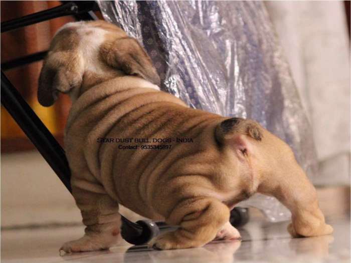 DogsIndia.com - Bulldog - Star Dust Bulldogs - Dr. Taranath