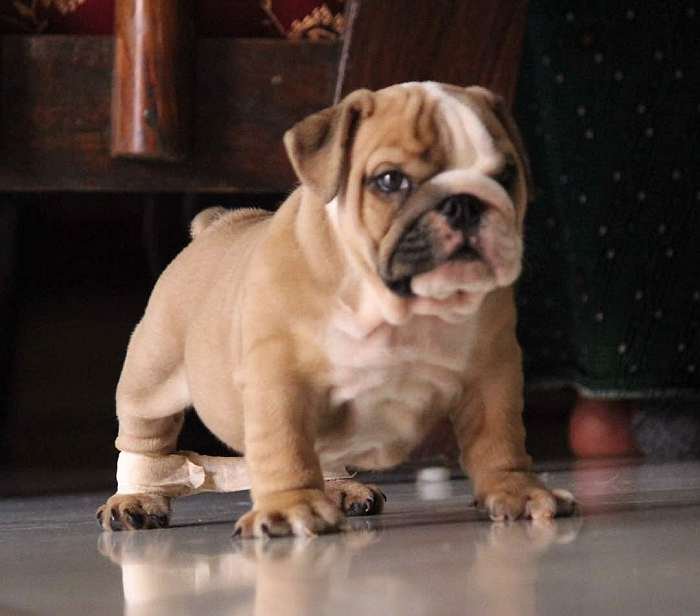 DogsIndia.com - Bulldog - Star Dust Bulldogs - Dr. Taranath