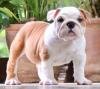 DogsIndia.com - Bulldog - Star Dust Bulldogs - Dr. Taranath