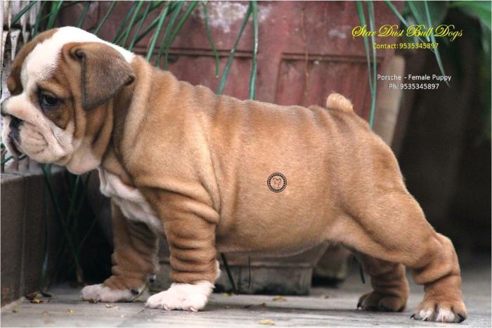 DogsIndia.com - Bulldog - Stardust Bulldogs - Dr. Taranath