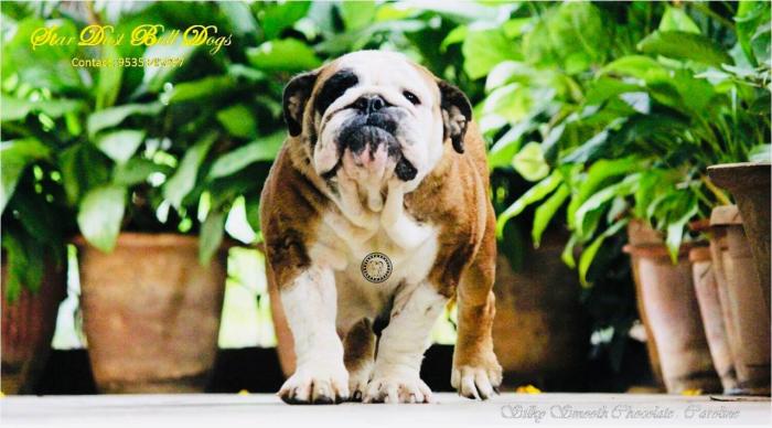DogsIndia.com - Bulldpg - Stardust - Dr. Taranath