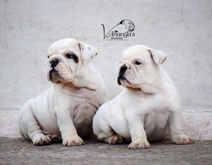 DogsIndia.com - Bulldog - Vananya's Bulldogs