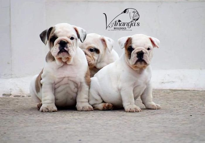 DogsIndia.com - Bulldog - Vananya's Bulldogs