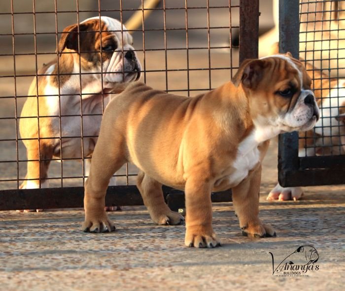 DogsIndia.com - Bulldog - Vananya's Bulldogs