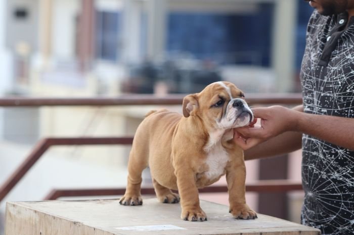 DogsIndia.com - Bulldog - Vananya's Bulldogs