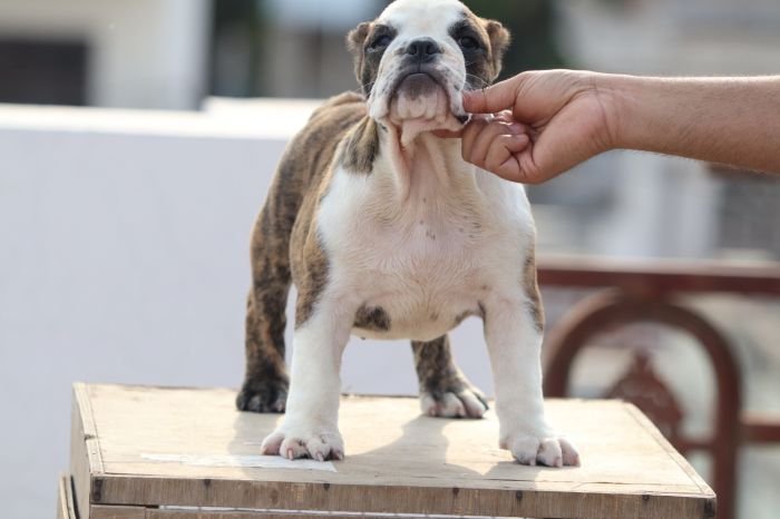 DogsIndia.com - Bulldog - Vananya's Bulldogs