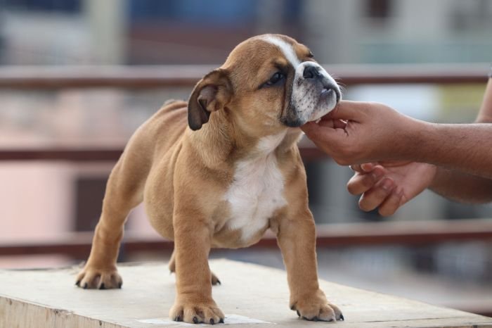 DogsIndia.com - Bulldog - Vananya's Bulldogs