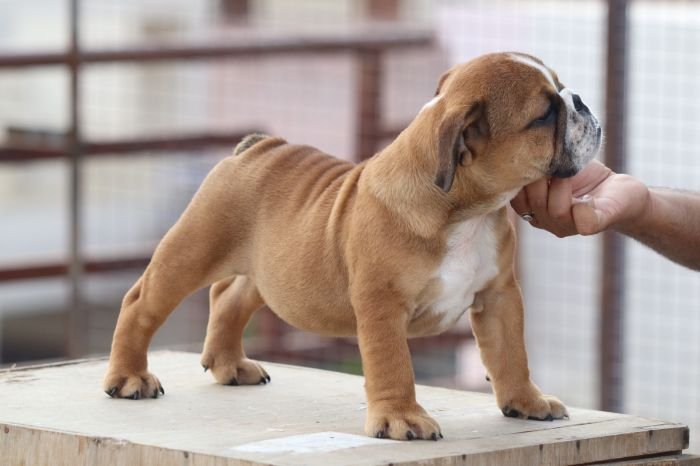 DogsIndia.com - Bulldog - Vananya's Bulldogs