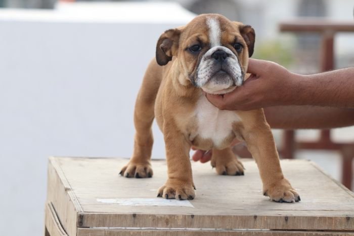 DogsIndia.com - Bulldog - Vananya's Bulldogs