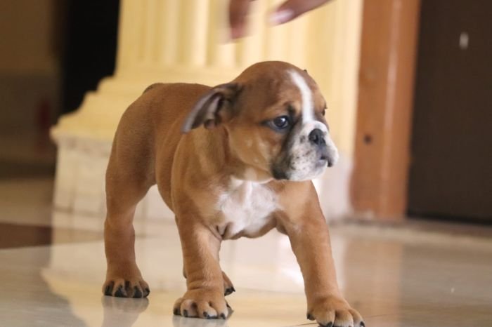 DogsIndia.com - Bulldog - Vananya's Bulldogs