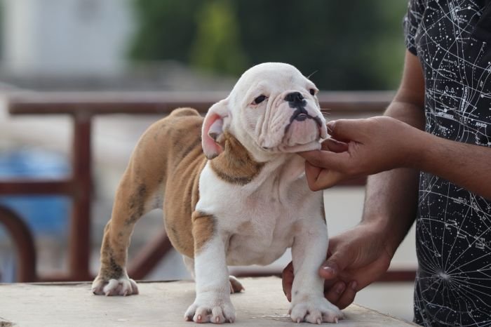 DogsIndia.com - Bulldog - Vananya's Bulldogs