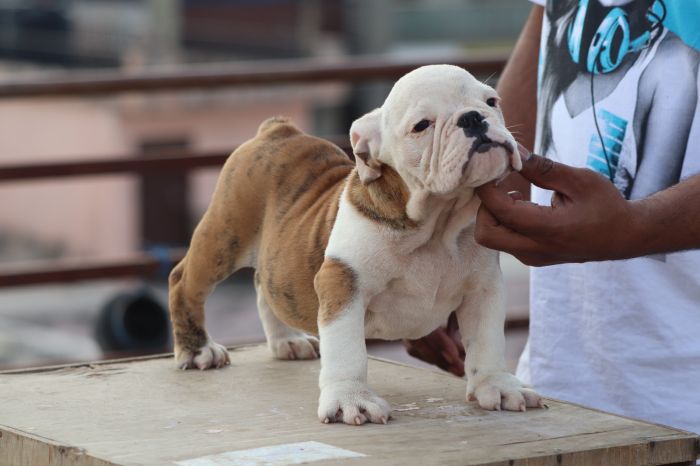 DogsIndia.com - Bulldog - Vananya's Bulldogs