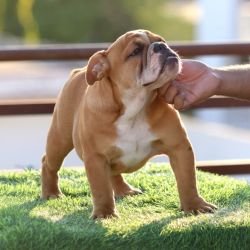 DogsIndia.com Bulldog Vananya's Bulldogs