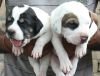 DogsIndia.com - Bulli Kutha - Aniket