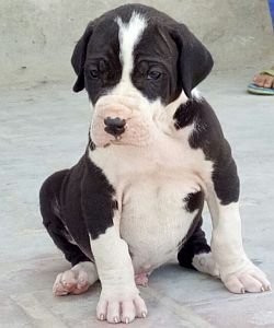 DogsIndia.com - Bulli Kutha - Aniket