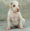 DogsIndia.com - Bulli (The Indian Mastiff) - Aniket
