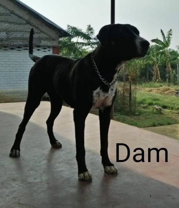 DogsIndia.com - Bulli Kutha - Rajesh