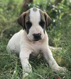 DogsIndia.com - Bulli Kutha - Rajesh