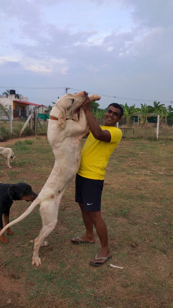 DogsIndia.com - Bulli Kutha - Rajesh