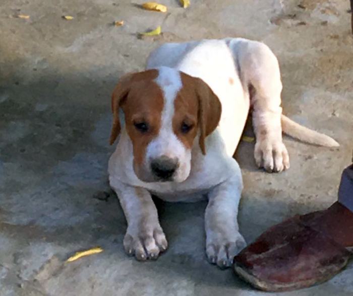 DogsIndia.com - Indian Mastiff - Bulli Kutha - Atul Tiwari