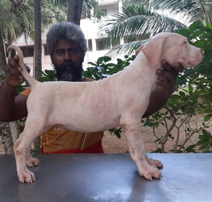 DogsIndia.com - Bulli Kutha - Sakthi Kennels