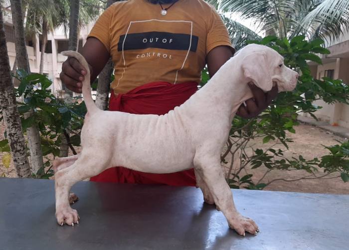 DogsIndia.com - Bulli Kutha - Sakthi Kennels