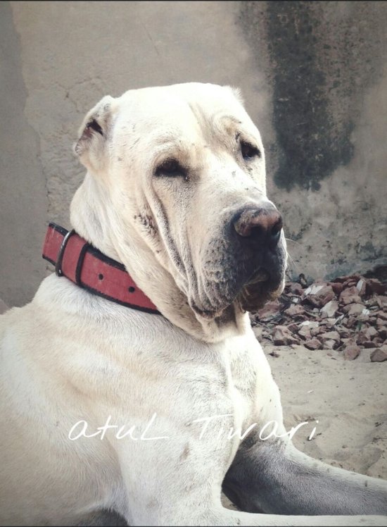 DogsIndia.com - Indian Mastiff - Bulli Kutha - Atul Tiwari