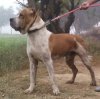 DogsIndia.com - Indian Mastiff OR Bulli Kutha - Atul Tiwari