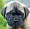 DogsIndia.com - Bullmastiff - Barking House Kennels - Vincent