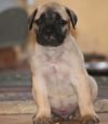 DogsIndia.com - Bullmastiff - Krishnakumar, Coimbatore