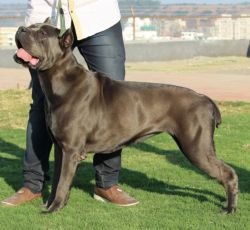 DogsIndia.com - Cane Corso - Depasha VP Kennel