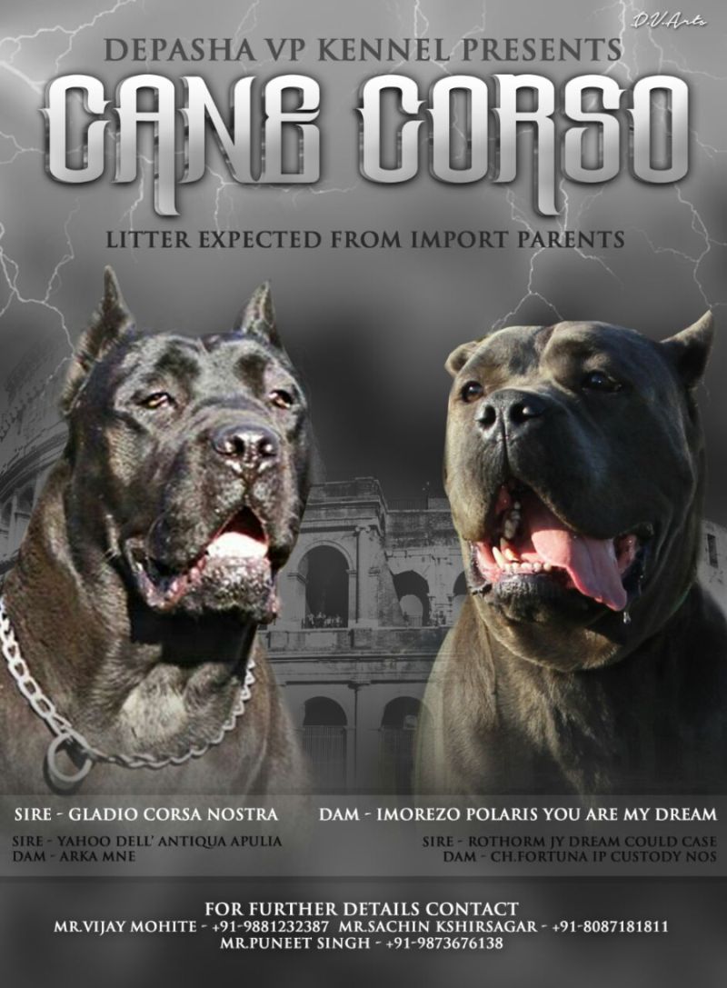 DogsIndia.com - Cane Corso - Depasha VP Kennel