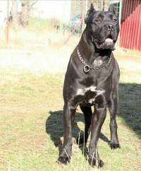 DogsIndia.com - Cane Corso - Depasha VP Kennel