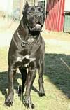 DogsIndia.com - Cane Corso - Depasha VP Kennel