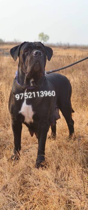 DogsIndia.com - Cane Corso - Molly's Kennel