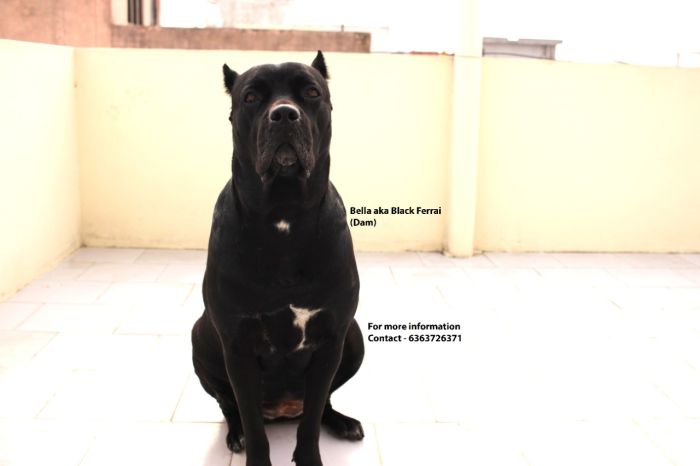 DogsIndia.com - Cane Corso - Navdeep Negi