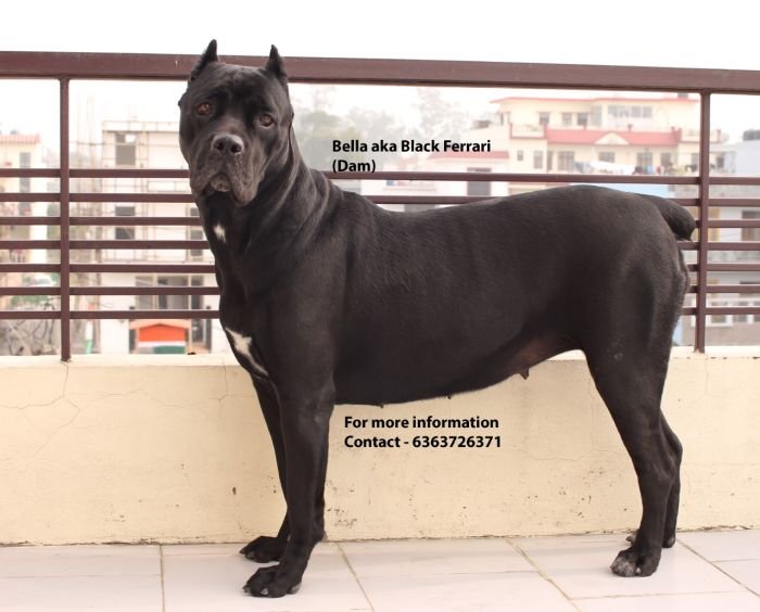 DogsIndia.com - Cane Corso - Navdeep Negi