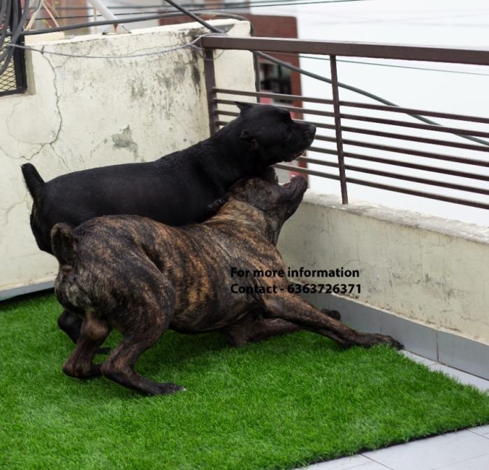 DogsIndia.com - Cane Corso - Navdeep Negi