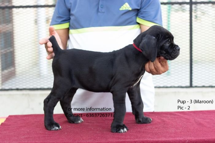 DogsIndia.com - Cane Corso - Navdeep Negi