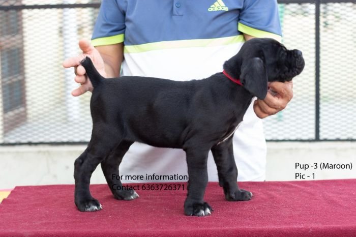 DogsIndia.com - Cane Corso - Navdeep Negi